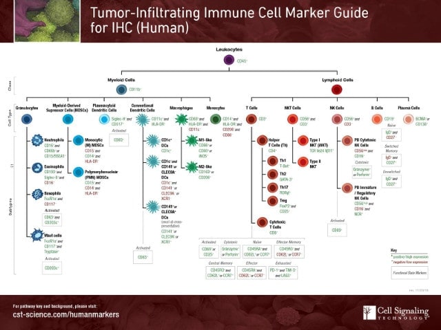 [CST] 종양 침투 면역 세포 마커 가이드