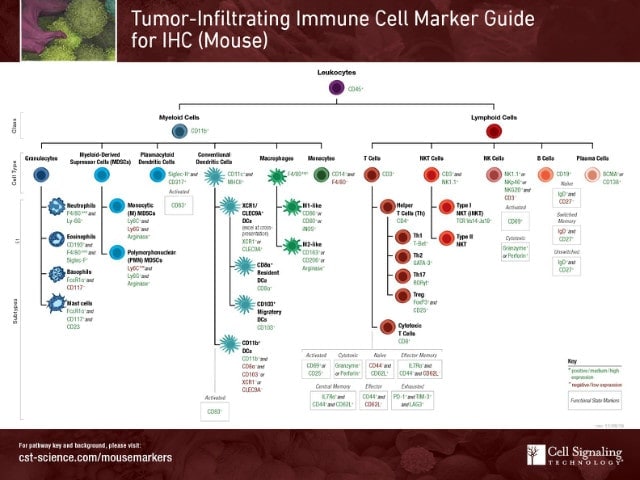 [CST] 종양 침투 면역 세포 마커 가이드
