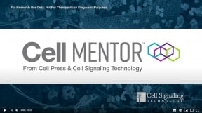 CST 형광영상 및 유동세포측정법에 의한 세포신호해석