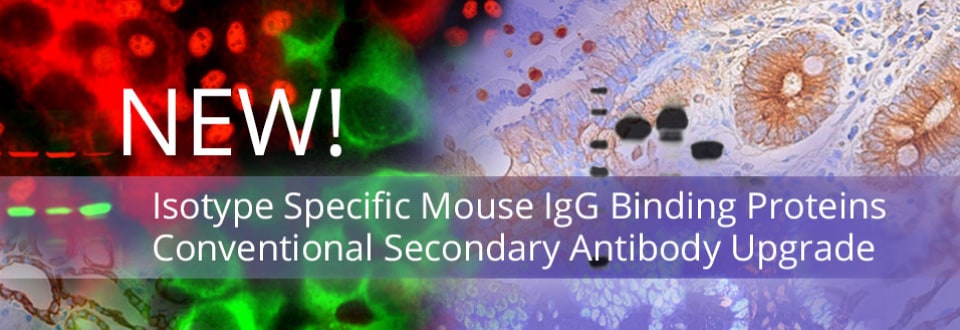 [Santa Cruz] 기존 2차 항체보다 뛰어난 Mouse IgG Binding Protein