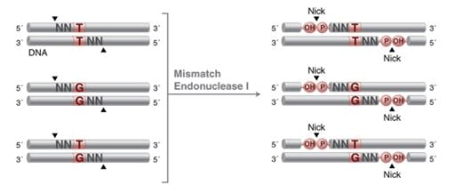 Mismatch Endonuclease I (M0678S)