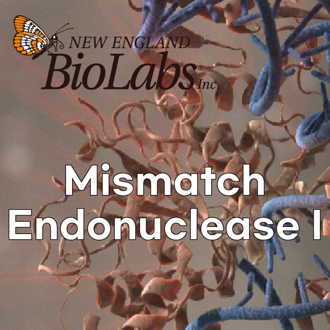 210806-Mismatch-Endonuclease-I-W