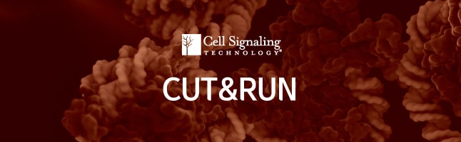 [Cell Signaling Technology] CUT&RUN