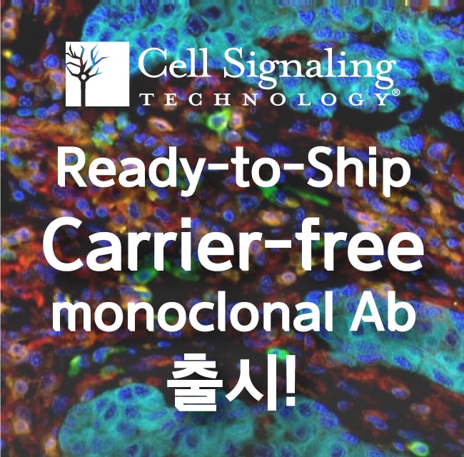 CST carrier-free antibody