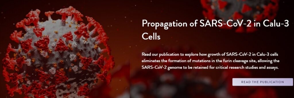 칼루-3 세포에서 SARS-CoV-2_의 전파