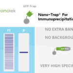 [ChromoTek] Nano-Traps for Immunoprecipitation researchers
