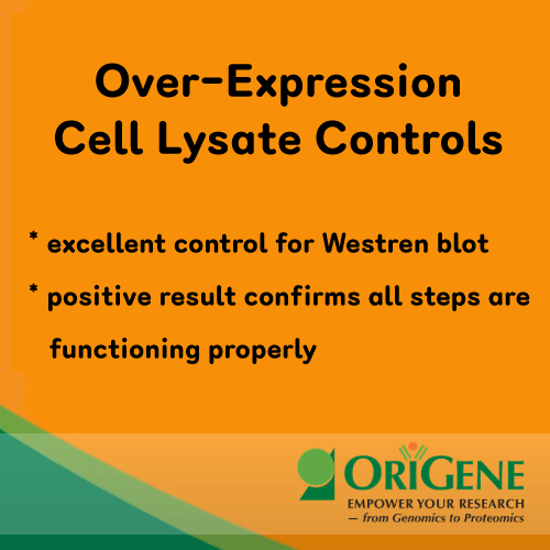 Over-Expression-Cell-Lysates
