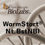[NEB] 40°C 이하에서 효소 활동을 억제하는 WarmStart® Nt.BstNBI