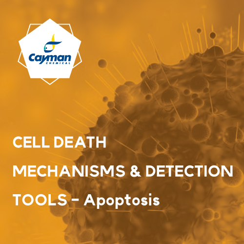 Cayman 세포사 메커니즘 및 탐지 도구 Apoptosis 아포토시스 배너