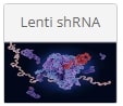 lenti shRNA