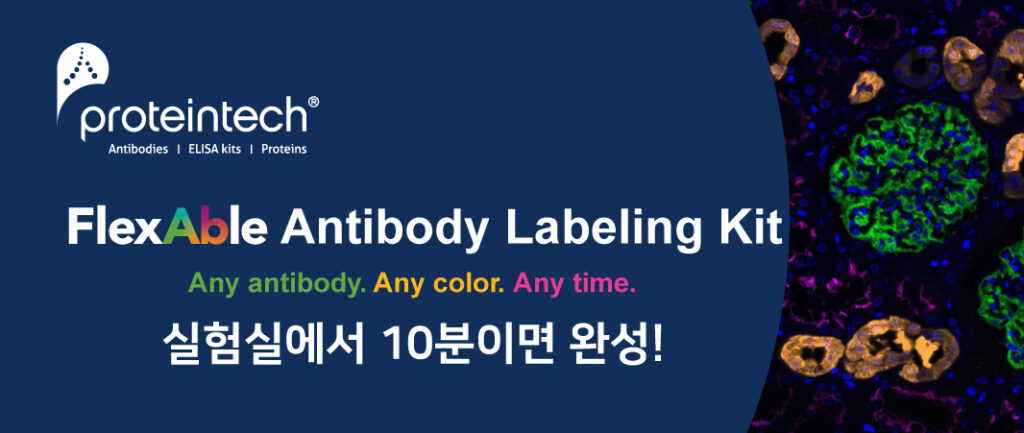proteintech사의 10분이면 완성되는 FlexAble Antibody Labeling Kit