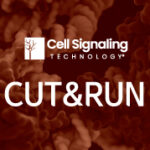 [Cell Signaling Technology] Not Enough Time or Sample for Chromatin IP? Try CUT&RUN!