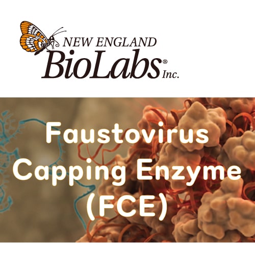 [NEB] Faustovirus Capping Enzyme (FCE)