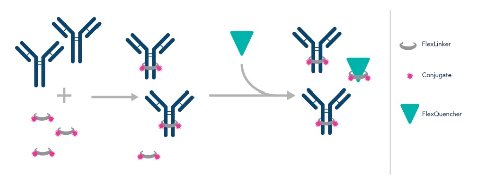 how-proteintech-flexable-antibody-labeling-kits-work