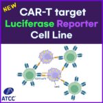 [ATCC] 신제품 CAR-T Target Luciferase Reporter Cell lines 출시
