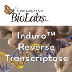 [NEB] High yields의 long cDNA를 얻을 수 있는 Induro™ Reverse Transcriptase 소개합니다.