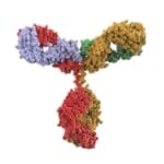 Antibody Development