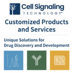 [Cell Signaling Technology] Customized Products & Services – Solutions for Drug Discovery & Development