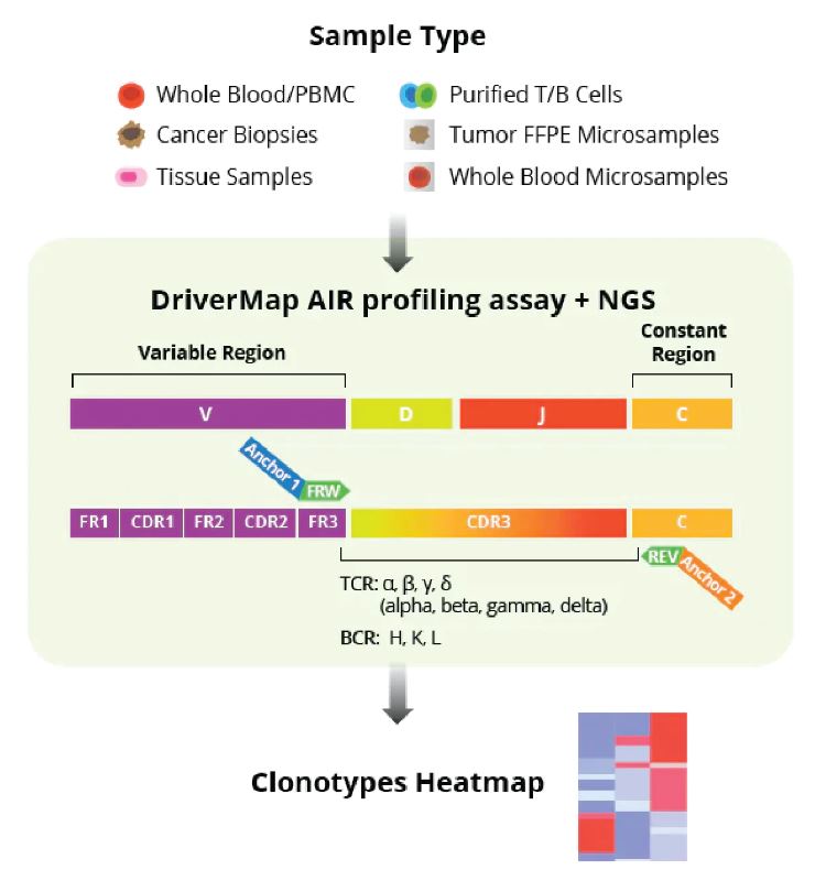 DriverMAP-Air diagram [Cellecta] T & B cell Receptor Repertoires 프로파일링 분석- DriverMap Adaptive Immune Receptor (AIR) Profiling Assay