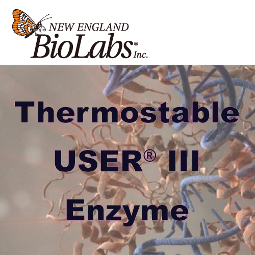 Thermostable-USER®-III-Enzyme