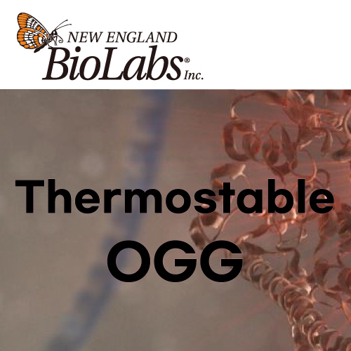 [NEB] Thermostable OGG (DNA Modifying Enzymes)