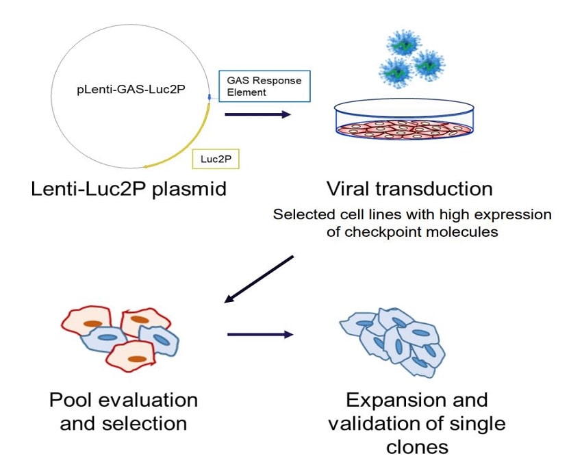 [ATCC] 신제품 출시! PD-L1 Reporter Cell Line for Checkpoint Inhibitor Screening