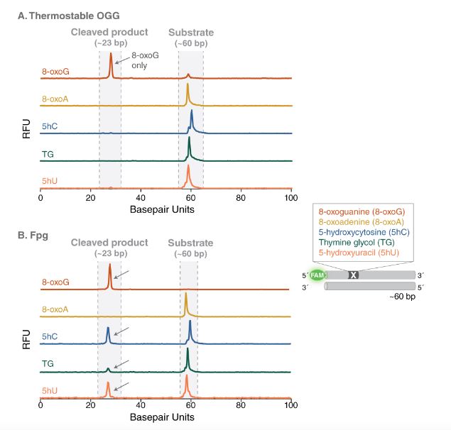 [NEB] Thermostable OGG (DNA Modifying Enzymes)