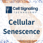 [Cell Signaling Technology] Cellular Senescence 연구는 Cell Signaling Technology와 함께하세요!