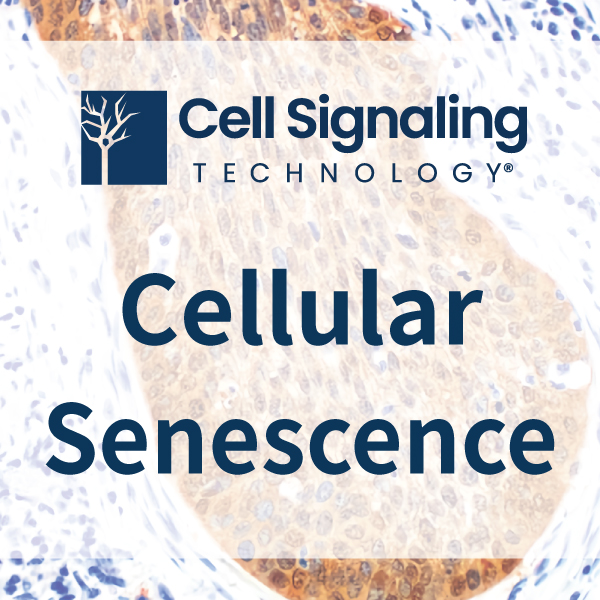 Cell Signaling Technology Cellular Senescence