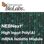 [NEB] 신제품 NEBNext® High Input Poly(A) mRNA Isolation Module