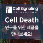 [Cell Signaling Technology] Cell Death 연구를 위한 Cell Signaling Technology의 다양한 제품을 만나보세요.