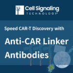 [Cell Signaling Technology] CAR-T 연구를 위한 혁신적인 신제품, Anti-CAR Linker Antibodies를 소개합니다!