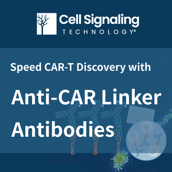 Cell Signaling Technology CAR-linker Ab