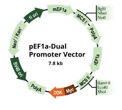 pEF1a-Dual Promoter Vector