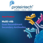 [Proteintech] 신제품 Multi-rAb Goat Recombinant Secondary Antibodies