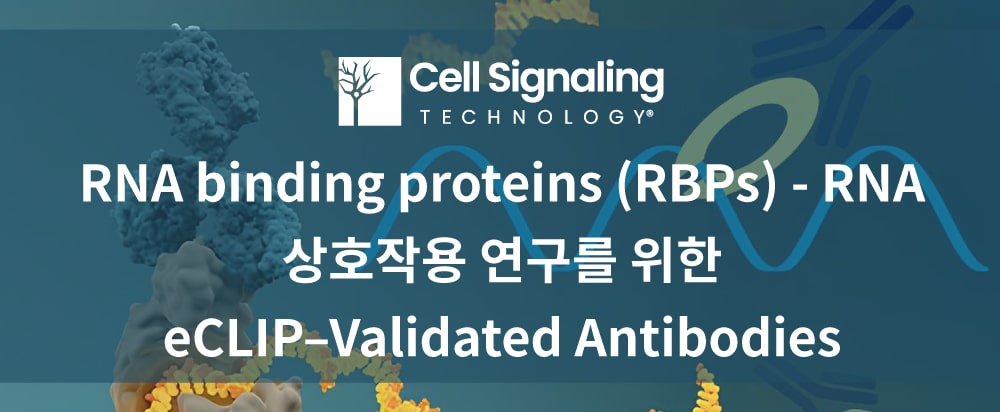Cell Signaling Technology eCLIP-validated antibodies