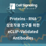 [Cell Signaling Technology] RNA binding proteins (RBPs) – RNA 상호작용 연구를 위한 eCLIP–Validated Antibodies