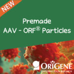 [ORIGENE] 신제품 AAV-ORF® Particles을 소개합니다!