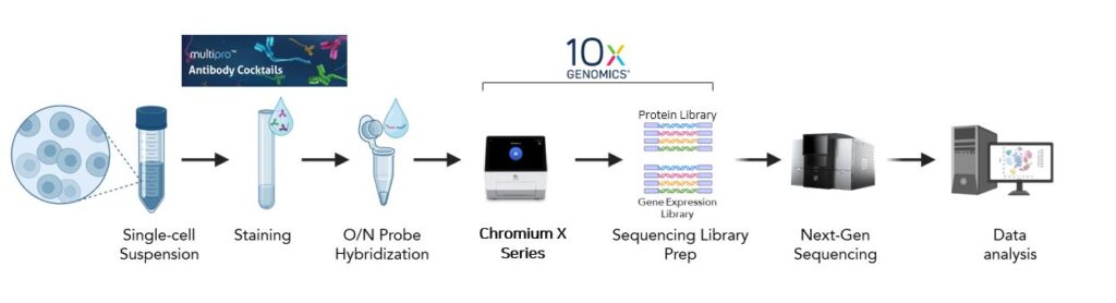 [Proteintech] multipro TM Fixed Cell Immune Profiling Antibody Cocktail