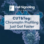 [Cell Signaling Technology] 효과적인 chromatin profiling을 위한 더 강력해진 기술, CUT&Tag을 소개합니다.