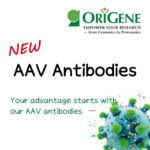 [OriGene] 신제품 AAV Antibodies를 소개합니다.