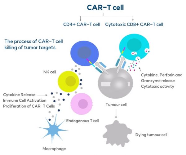CAR-T_Cell_in_Cancer_Therapy_2